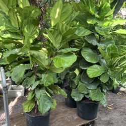 Fiddle Leaf Fig In 7 gls Pot. SPECIAL PRICE 🤩