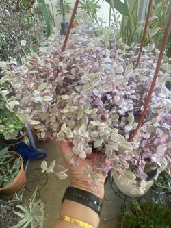 Tradescantia Callisia Repens Or Pink Panter Plants 6”