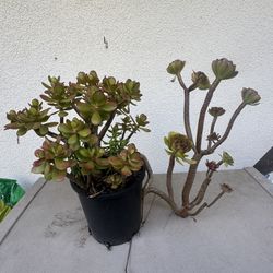 Jade Plant plus’s Succulent 