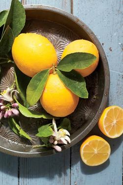 Grafted Dwarf Meyer Lemon Trees 😃 🌿 🍋 🌳