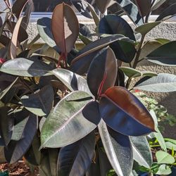 Giant Rubber Plant