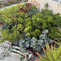 Large Succulent Plants 