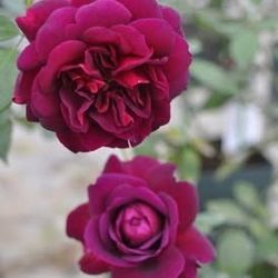 Rare European, Japan rose plants :Mayo