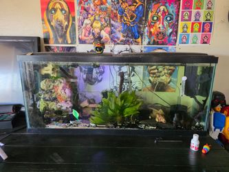 Shrimp tank
