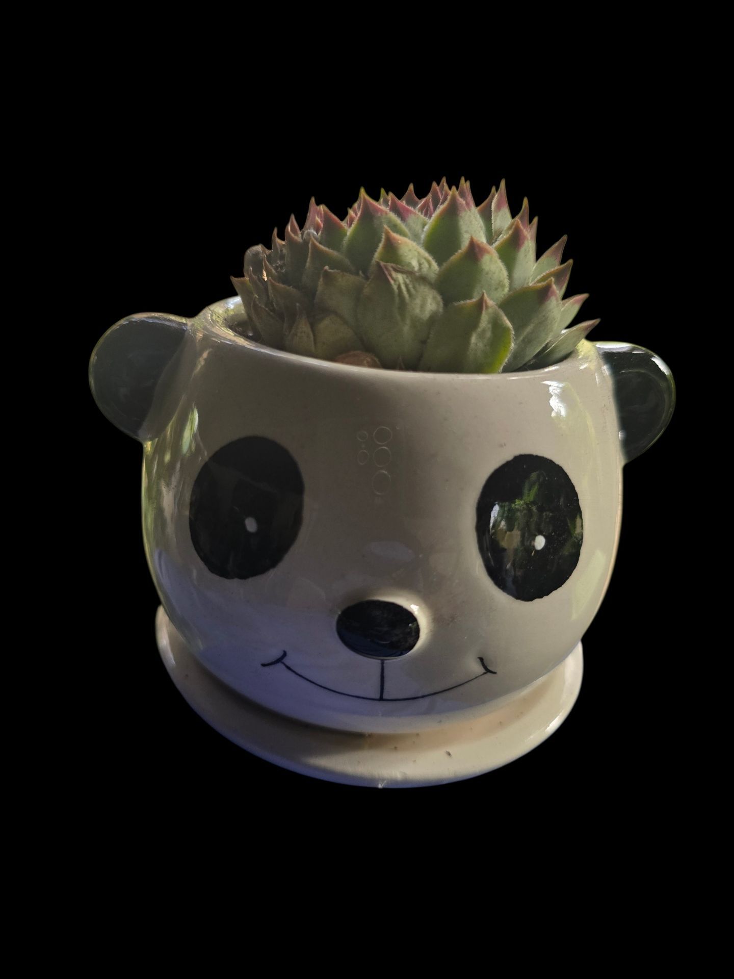 Cute Succulent in Panda Pot