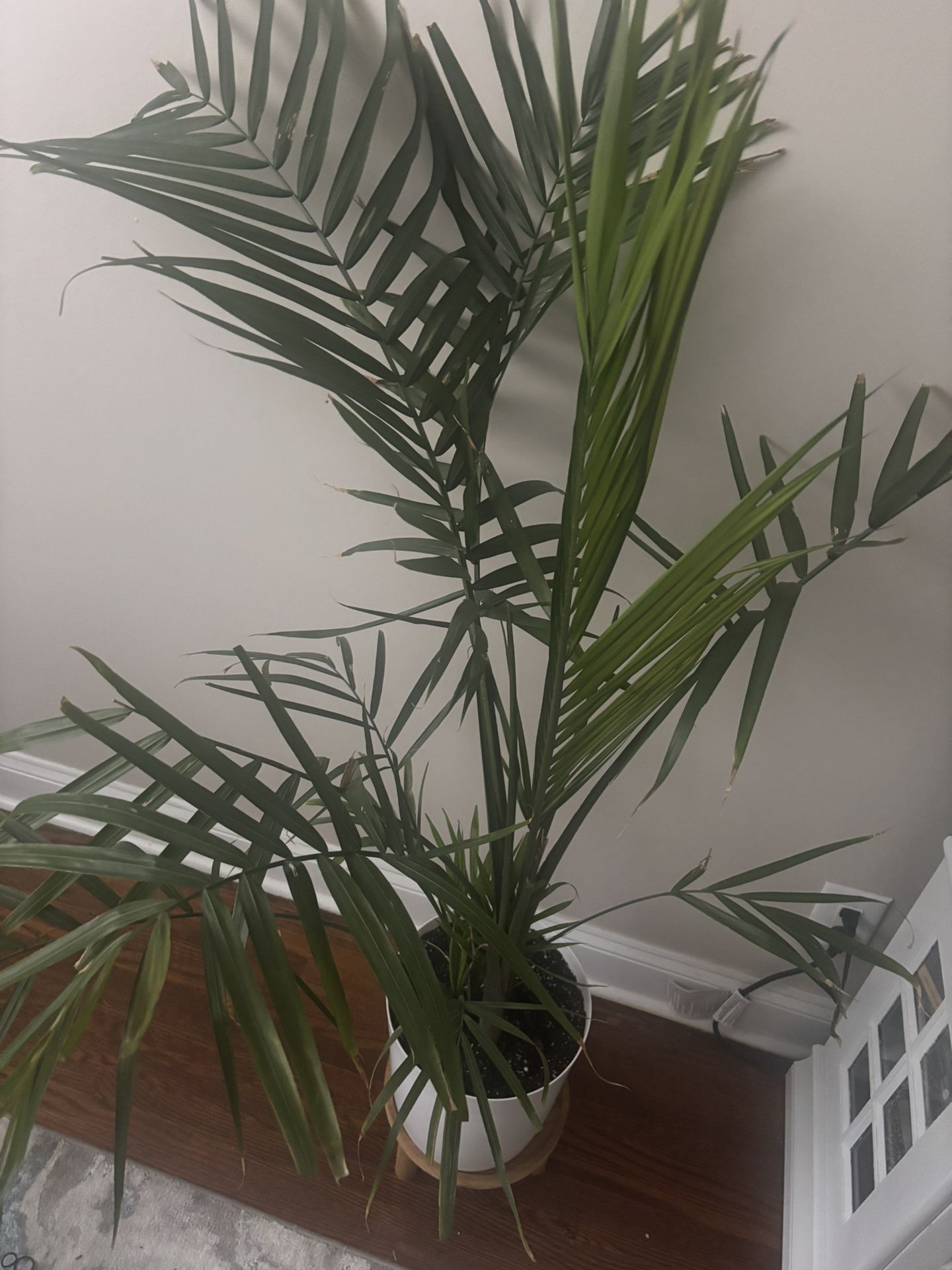 Palm Plant