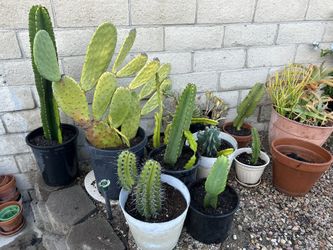 Cacti Variety For Sale
