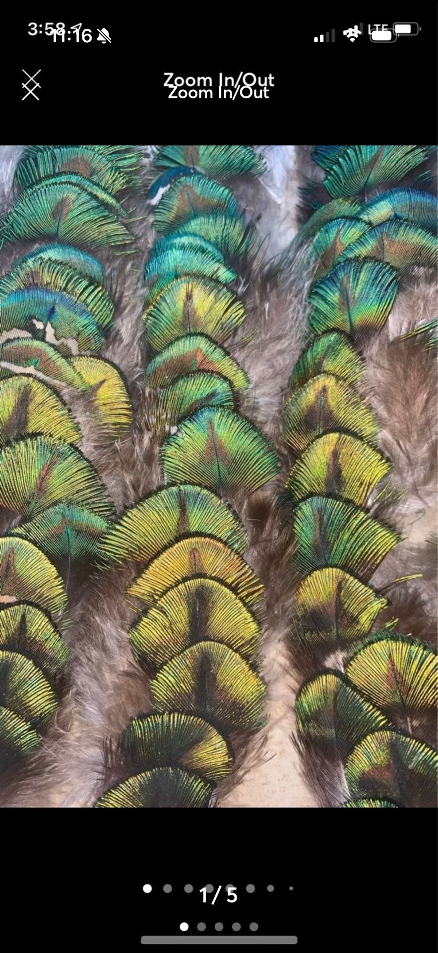 Small peacock feather lot