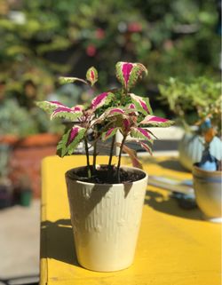 $7 Coleus Shade plant