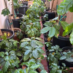 Coffee Arabica Plant 