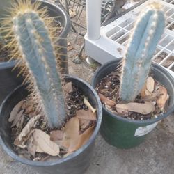 Blue Torch Cactus 