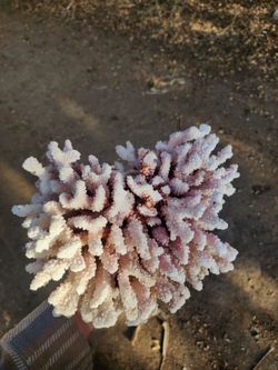 Real coral