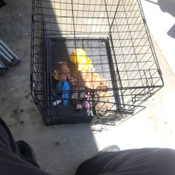 Dog Kennel With Toys