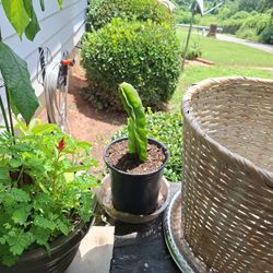 Dragon Fruit Plants 