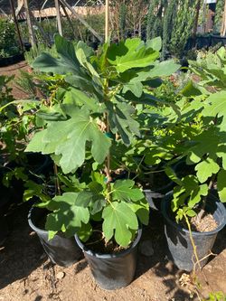 Mission Black Fig Trees $16