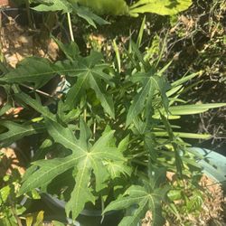 Hawaii Papaya Tree 
