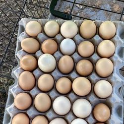 Organic Eggs