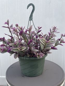 Tradescantia tricolor plant