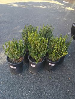 8 Boxwood 'Green Beauty' Shrubs