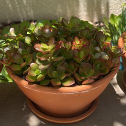 Succulent w/pot