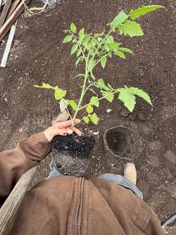 Grape Tomato Plant