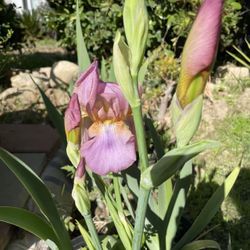 Iris Plant