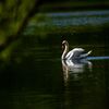 Swan 🦢 
