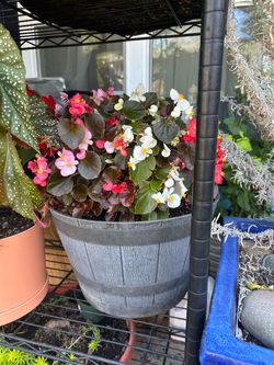 Mature Patio Plants++