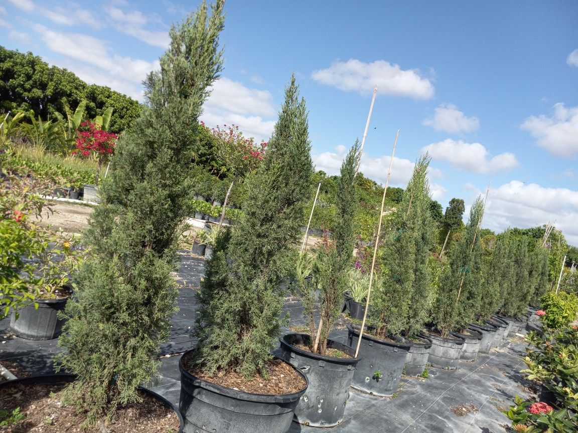 Italian Cypress Trees FROM 15gl $90.00