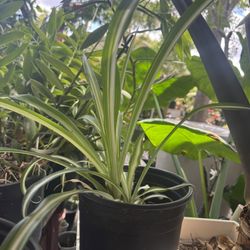 Spider Plant 
