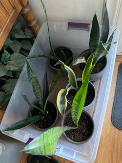Plants $10 each