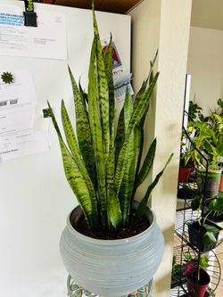 Snake plant