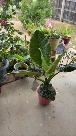 Elephant ear plant