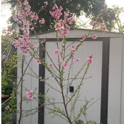 Organic Peach 6F Tall And It's Having Fruit Now