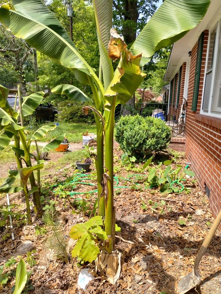 45ft Banana Trees for Sale in Suffolk, VA OfferUp