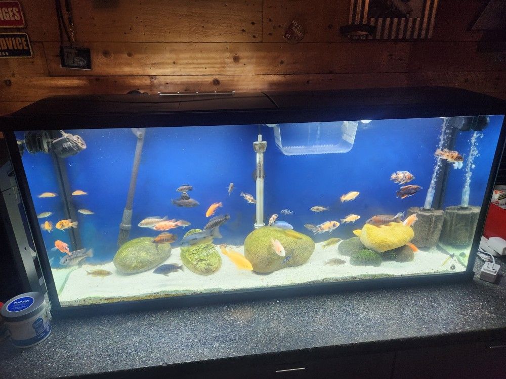 55 Gallon Aquarium/ Fish Tank 