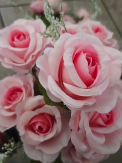 Pink Rose bush