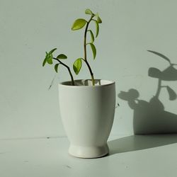 Rare Goldfish Succulent Plant/House Plant/ Indoor Plant Flower Patio Garden