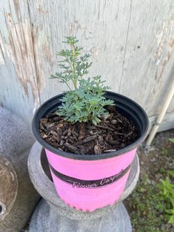 Planta ruda