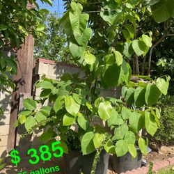 Pierce Cherimoya  Live Tree Very Healthy Plant . 
