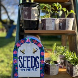 LOCAL STARTS & SEEDS 