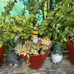 Succulents Con Maceta De Barro $20 Each 