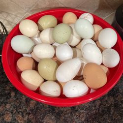 Organic Chicken Eggs