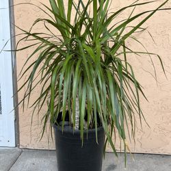 Dracaena  Plant for Indoor , Plant for Living Room