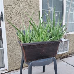 Large Potted Aloe Vera