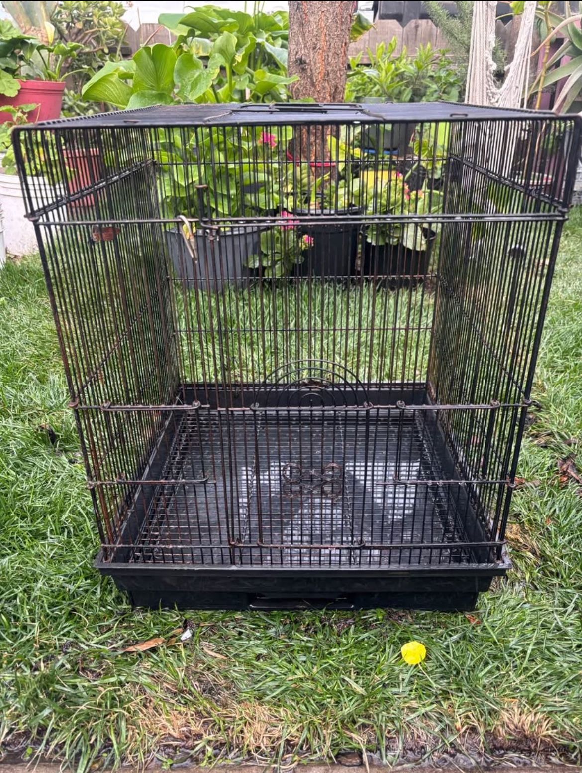 Black Bird Cage