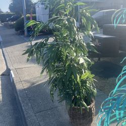 Indoor Artificial Plant , Silk , Nice Must Go Today 