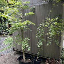 2 Japanese Maple Trees 