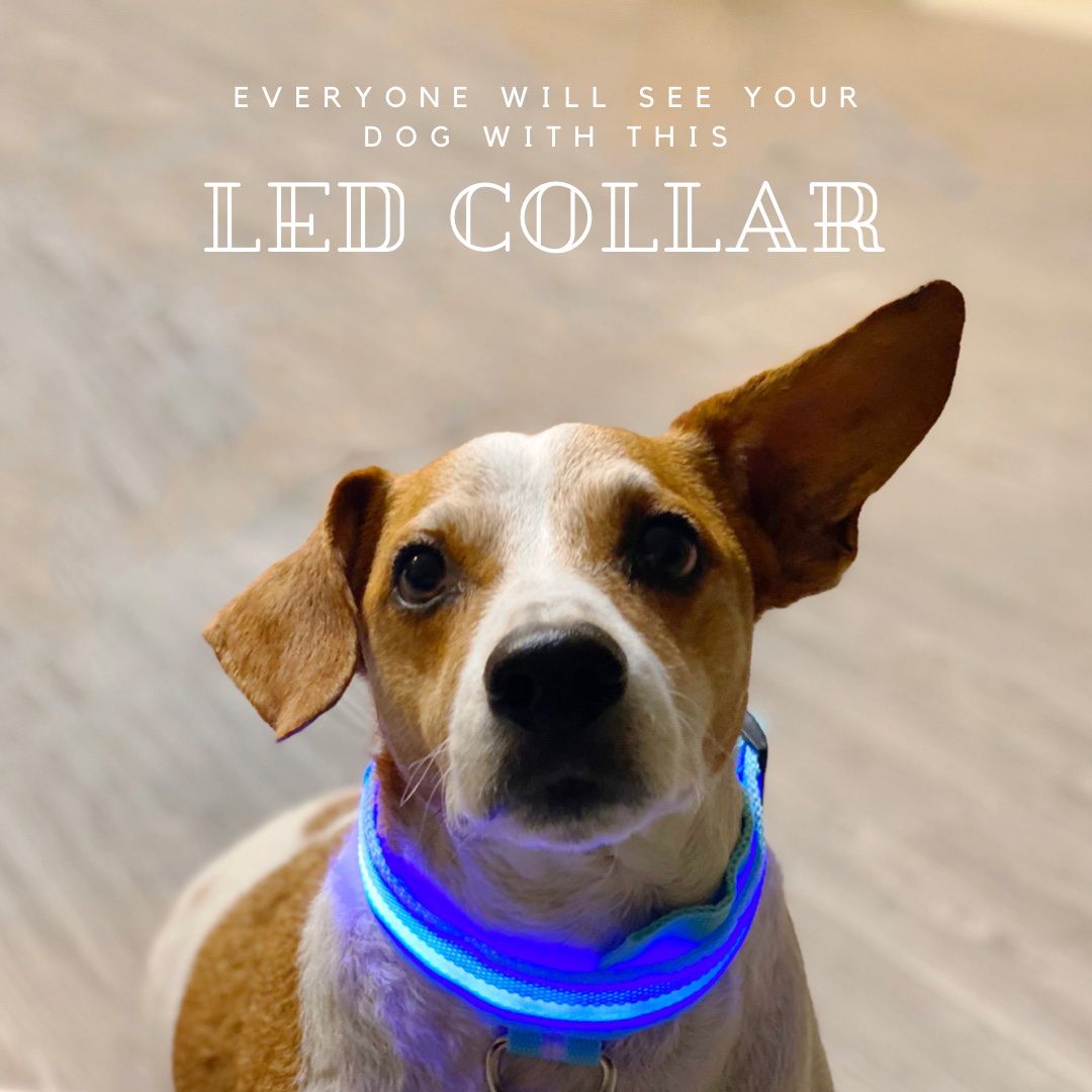 Dog’s Led Collar