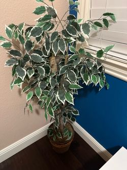 Indoor decorative plant set